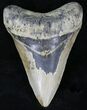Megalodon Tooth - North Carolina #21700-1